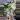 PL462: Monstera Albo FRESH IMPORT ships this week thumbnail