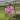 Vanda Orchid (purple) thumbnail