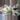 PL457: Monstera Albo FRESH IMPORT ships this week thumbnail