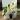 PL174: Monstera Albo thumbnail
