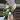PL459: Monstera Albo FRESH IMPORT ships this week thumbnail