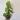 6” Philodendron Sodiroi Totem thumbnail