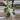 PL458: Monstera Albo FRESH IMPORT ships this week thumbnail