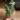 CORMS Alocasia Jacklyn 68 🌰 thumbnail
