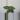 Anthurium crystallinum x forgetti thumbnail