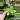 Jade Pothos thumbnail