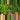 Seed grown anthurium green mamba x Hoffmanii starter plant growers choice thumbnail