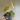 157 Micans Aurea thumbnail