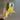 258 Micans Aurea - RISKY thumbnail