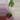 Alocasia dragon scale mint thumbnail