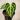 Anthurium sulanjana “king of clarinervium” starter plant growers choice thumbnail