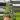 Alocasia watsoniana lightning 4” pot growers choice thumbnail