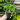 Philodendron Heartleaf thumbnail