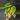 #1008 Monstera adansonii aurea thumbnail