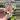 Robs hallucination African Violet starter growers choice thumbnail