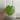 Monstera Thai Constellation Cutting thumbnail