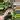 Variegated Silver Sword thumbnail