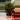 Norfolk Pine thumbnail