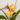 spathoglottis mellow yellow starter plant growers choice thumbnail