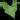 Anthurium rionegrense (Rio Negro, Chiapas) 2x seedlings. thumbnail