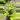 Monstera obliqua mayuna starter plant growers choice thumbnail