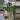 XL Huperzia Hang Hong (long) thumbnail