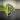 Alocasia Nairobi Nights Aurea thumbnail