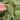 Seed grown anthurium crystallinum red silver starter plant growers choice thumbnail