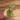 Monstera Adansonii Aurea thumbnail