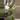 RLFS x RLFS x Forgetti 1 seedling starter thumbnail