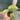 Scindapsus Halimoon thumbnail