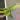 Caulkins gold Philodendron thumbnail