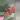 Aglaonema orange sombat thumbnail