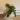 Bob Cee Philodendron thumbnail