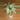 Philodendron Atabapoense thumbnail