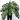 Monstera esqueleto starter plant growers choice thumbnail