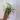 Syngonium Silver fox thumbnail