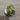 Philodendron Gabby #182 thumbnail