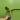 Philo subhastatum thumbnail