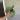 Monstera Laniata thumbnail
