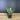 Portulacaria afra - Elephant Bush 3” - grower’s choice thumbnail