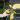 Jungle Fever Yellow thumbnail
