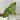 Alocasia New Guinea gold thumbnail