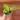Philodendron Green Congo Nuclear #0006 thumbnail