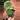 Peperomia fuzzy thumbnail