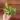 Green congo Nuclear philodendron #0008 thumbnail