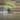 Monstera Adansonii Aurea thumbnail