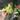 Syngonium Albo thumbnail