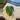 Monstera albo top cutting thumbnail