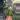 Alocasia Polly x Watsoniana Aurea thumbnail